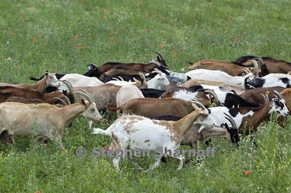 goats lincel 2 graphic